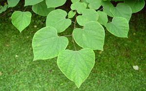 Eastern redbud leaves